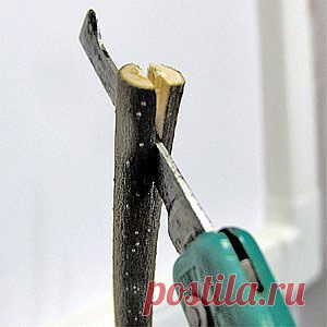 Прививка деревьев