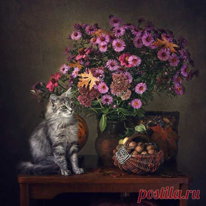 Натюрморт с кошками. Фотограф Irina Prikhodko