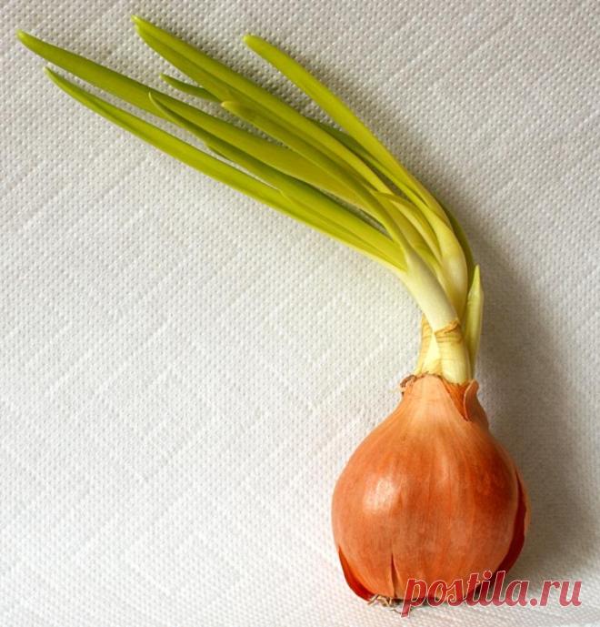 Головка лука будет размером с яблоко: важно следовать нескольким правилам еще при посеве семян