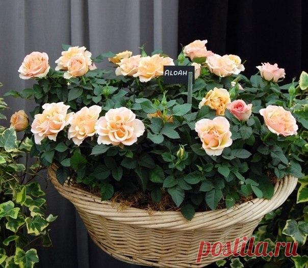 Школа ремонта. [ ДАЧА ]