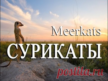 Сурикаты — Meerkats - YouTube