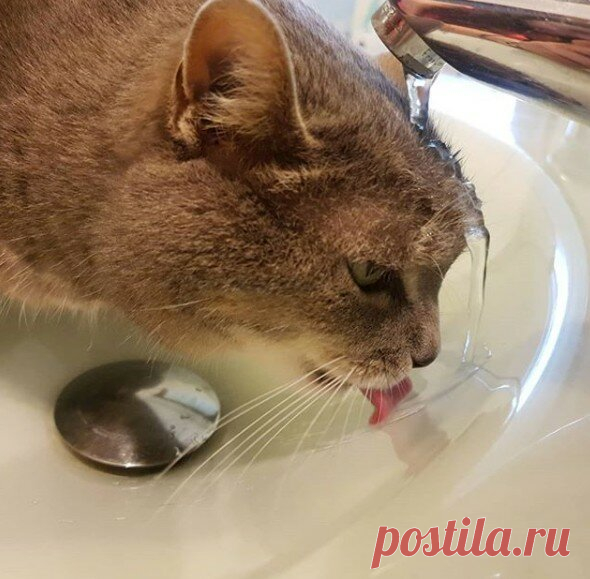 КотоТерапия, часть 2. Забавные котики для хорошего настроения. Улыбитесь! )) | Мечтательная кошка | Яндекс Дзен