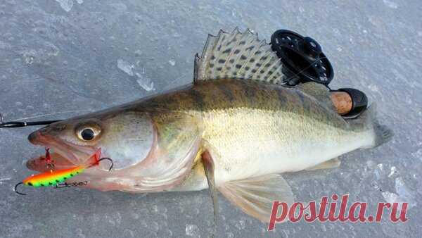 Нюансы ловли хищника на балансир. Не зная их можно остаться без улова | Заядлый рыбак | Яндекс Дзен