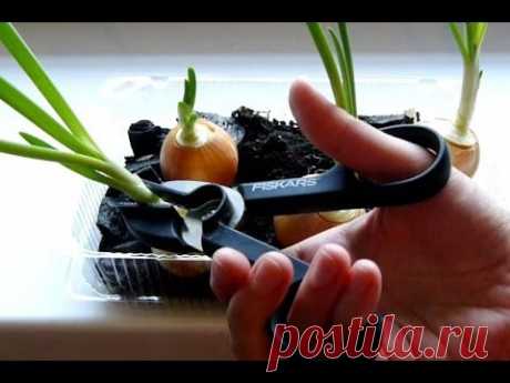 Fiskars ножницы для роз. Полезная штучка для цветоводов.