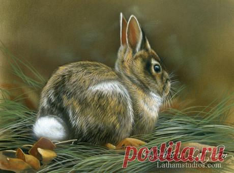 Загляните в студию — 15 января 2014 г. | Картины дикой природы и природы Ребекки Лэтэм