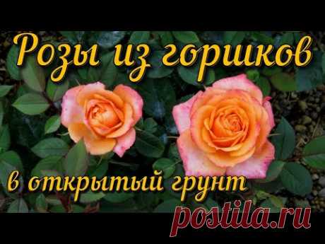 🌹Роза  из горшка  в открытый грунт🌹 Роза Кордана 🌹Rosa Cordan garden