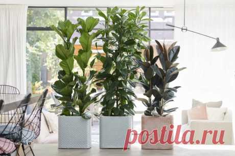 Какие бывают фикусы? – 20 популярных видов | Design-homes.ru | Пульс Mail.ru Покажем подборку различных видов фикусов и расскажем про особенности ухода.