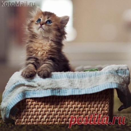 Возьми меня на ручки