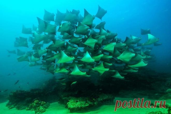 Photograph by @paulnicklen taken while in Cabo Pulmo, Mexico for @sea_legacy with @cristinamittermeier.