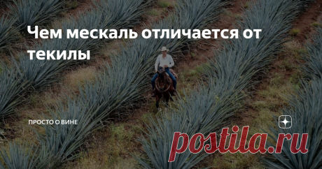 Чем мескаль отличается от текилы Мифы, пульке, ритуалы, боги, космос, магия, агава. На первый взгляд – набор не связанных между собой слов, напоминающий описание компьютерной игры. Но если присмотреться, то между ними проступают два других, ключевых – мескаль и текила.
