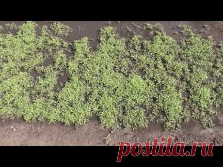 Всходы сидерата фацелия вполне нормальные