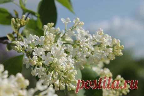 Сирень