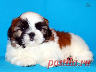 Щенки ши-тцу - Купить щенка ши-тцу Москва - Питомник ши-тцу Москва - щенки ши-тцу