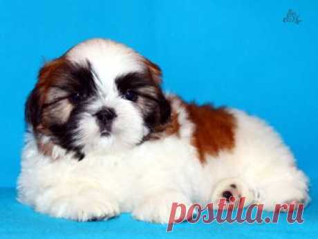 Щенки ши-тцу - Купить щенка ши-тцу Москва - Питомник ши-тцу Москва - щенки ши-тцу