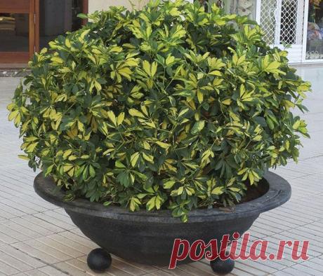 Очищаем воздух 
азличная бытовая техника, пластиковая мебель, мебель из ДСП, линолеум, панели, краска, обои, стиральные порошки и моющие средства – все это насыщает воздух в квартирах и офисах ядовитыми соединениями: бензолом, толуолом, фенолом, формальдегидом, угарным и углекислым газами, оксидами азота и аммиаком.