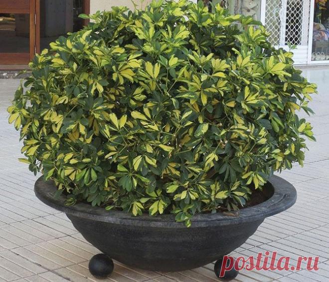 Очищаем воздух 
азличная бытовая техника, пластиковая мебель, мебель из ДСП, линолеум, панели, краска, обои, стиральные порошки и моющие средства – все это насыщает воздух в квартирах и офисах ядовитыми соединениями: бензолом, толуолом, фенолом, формальдегидом, угарным и углекислым газами, оксидами азота и аммиаком.