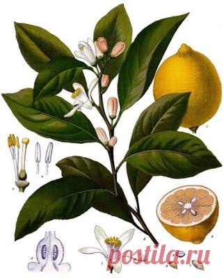 HOW TO GROW A LEMON TREE FROM SEED |The Garden of Eaden