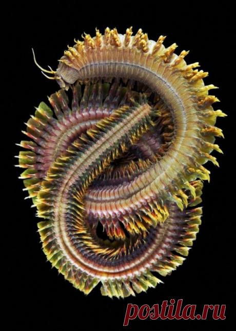 Подводный мир Алесандра Семенова В 2007 году Александр Семёнов закончил обучение на кафедре зоологии беспозвоночных Московского государственного университета имени М. В. Ломоносова и вскоре после этого стал работать на Беломорской биологической станции МГУ.Александр уже несколько лет исследует жизнь удвительных существ,...