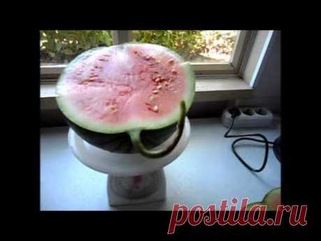 Вкусный Огород: Арбуз ПОДАРОК СЕВЕРУ