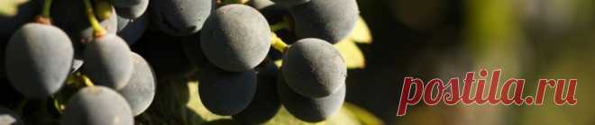 Виноделие Аргентины | Блог Игоря Заики о виноградарстве и авторском виноделии