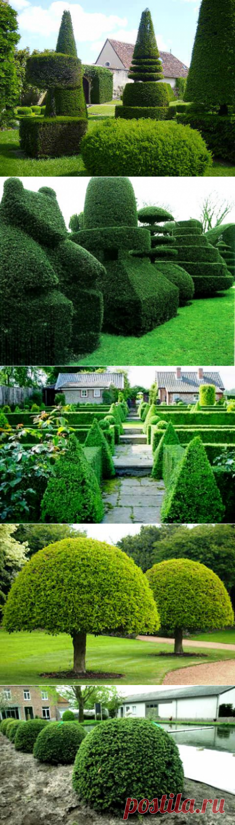 Фантазийная формовка деревьев — 6 соток