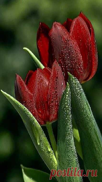 (81) Pinterest