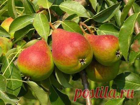 Секрет раннего плодоношения груши