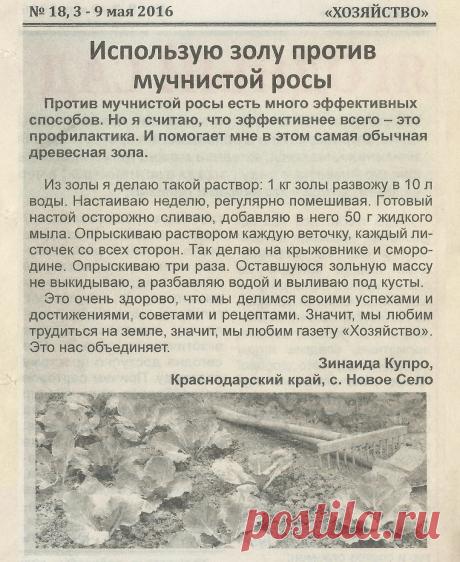 Использую золу против мучнистой росы