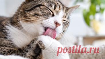 🐱 Почему язык кошки такой колючий? Сотни кератиновых сосочков работают как природная расчёска: помогают очищать шерсть, удалять выпавшие волосы и распределять слюну.

🔎 Разбираемся, как устроен кошачий язык и зачем ему эти «шипы».

#кошки #кошачийязык #груминг #ветеринария 
Изображение от ChatGPT