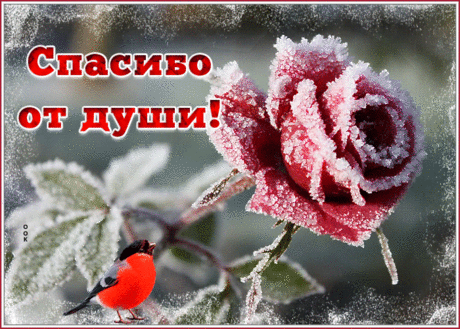 Блестящая картинка Спасибо от души с розой