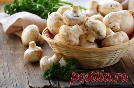 ШАМПИНЬОНЫ. ПОЛЬЗА И ВРЕД