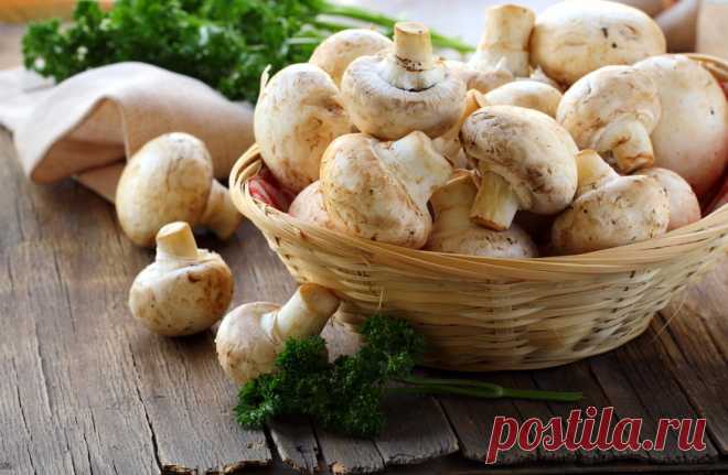 ШАМПИНЬОНЫ. ПОЛЬЗА И ВРЕД