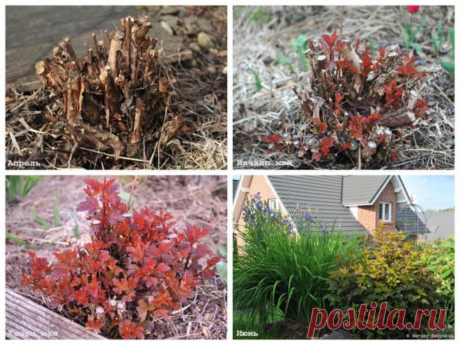 Как ухаживать за пузыреплодником | Сады и цветы | Яндекс Дзен