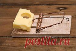 Если грызуны пришли без спроса... - Советы на каждый день