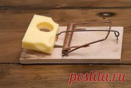 Если грызуны пришли без спроса... - Советы на каждый день