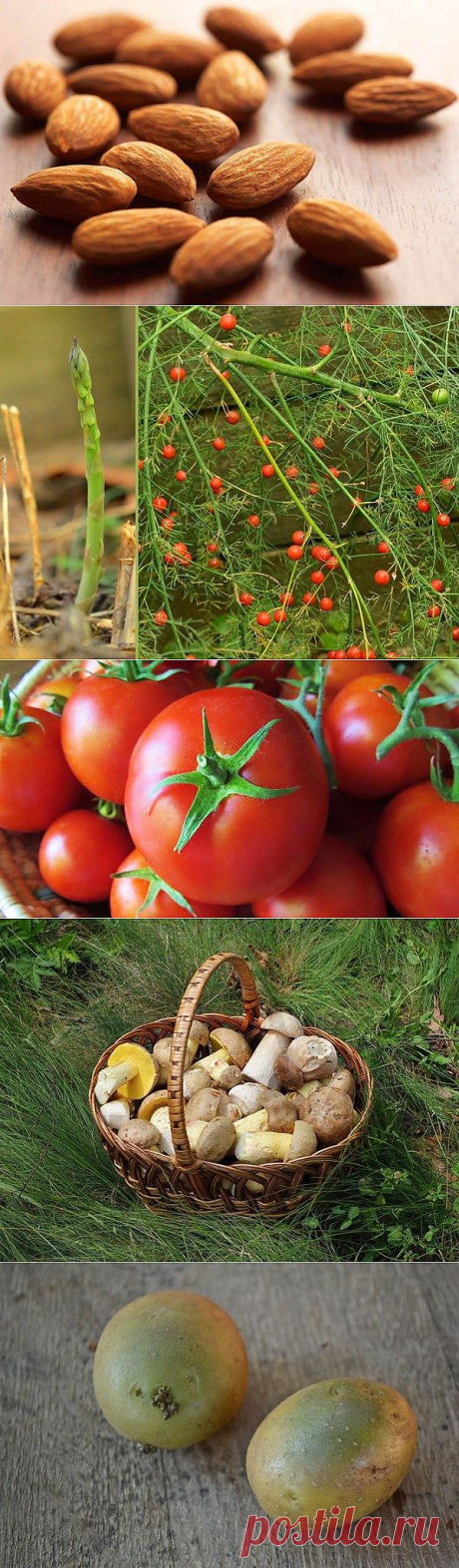 Список ядовитых продуктов / Все для женщины