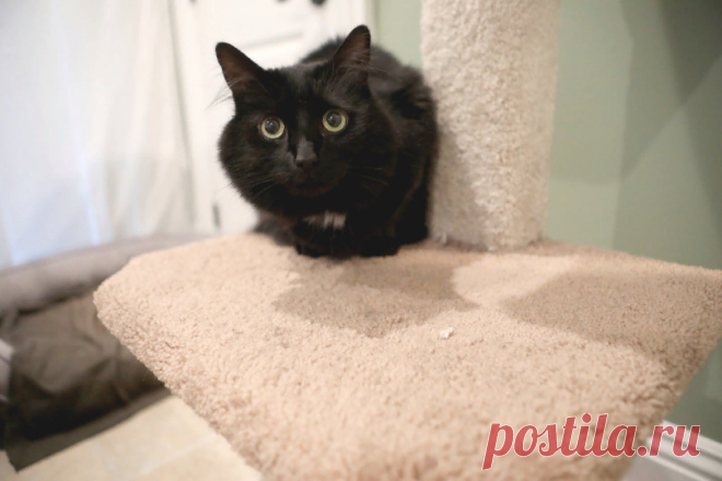 🐱Уникальное поведение вашей кошки, как его понять: руководство для владельцев кошек | Нос, хвост, лапы | Дзен