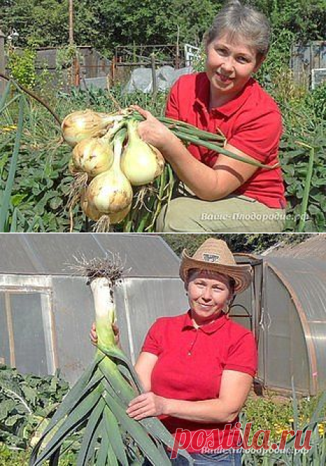 Советы от дачницы, которая знает толк в выращивании лука!.