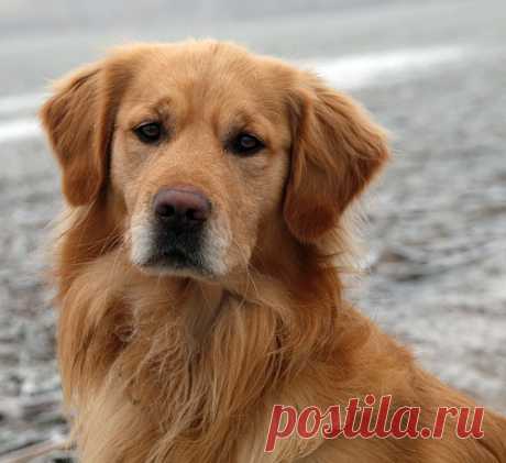 золотистый ретривер