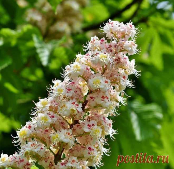 Цветущий каштан крупным планом