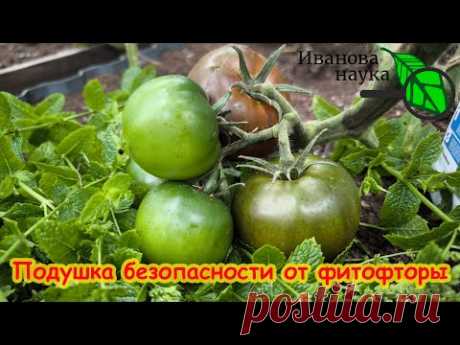 ФИТОФТОРА ПОГИБАЕТ МГНОВЕННО: без химии и опрыскиваний!  Забудьте о ФИТОФТОРЕ на томатах и картофеле