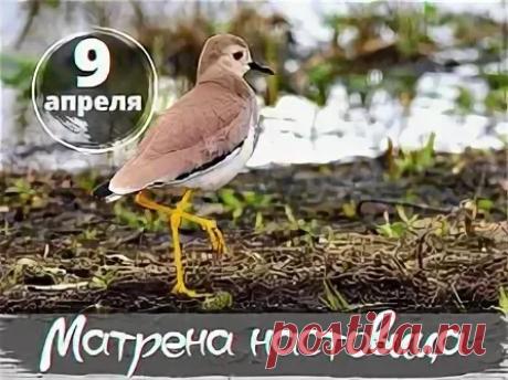 С праздником Полурепицы! Желаю, чтобы, как и в старину, сегодня вы легко разделили дела на важные и срочные, и все успели. Пусть святая Матрена помогает в домашних делах, а наст жизни будет крепким! Открытки на Матрена Настовица (Полурепица)!
