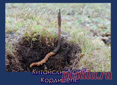Китайский гриб Кордицепс- это уникальный представитель грибного царства. Часто его называют императорский гриб кордицепс, ведь раньше этот гриб разрешалось использовать только императору и его семье. Наряду с женьшенем и пантами  кордицепс относится к высшим сокровищам восточной медицины. В чем же его такая заслуга? Об этом в конце статьи. А сейчас рассмотрим особенности гриба кордицепс. Я когда...