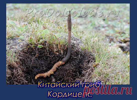 Китайский гриб Кордицепс- это уникальный представитель грибного царства. Часто его называют императорский гриб кордицепс, ведь раньше этот гриб разрешалось использовать только императору и его семье. Наряду с женьшенем и пантами  кордицепс относится к высшим сокровищам восточной медицины. В чем же его такая заслуга? Об этом в конце статьи. А сейчас рассмотрим особенности гриба кордицепс. Я когда...