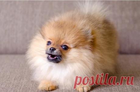 Маленький шпиц выгнал забравшегося в дом медведя Черный медведь забрался в частный дом в Западном Ванкувере (Канада), но был изгнан крошечным шпицем. Инцидент попал на камеры видеонаблюдения.Медведь забрел в дом через открытую дверь и начал осматриваться, очевидно, в поисках съестного. Домашний питомец по кличке Скаут обнаружил, что...