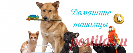 Домашние питомцы Группа "Домашние питомцы" - это сообщество людей, которые любят своих домашних животных и хотят поделиться своим опытом в их уходе, воспитании и лечении.  В группе обсуждаются различные вопросы, связанные с выбором и приобретением питомца, его кормлением, содержанием, здоровьем и поведением.  Также..