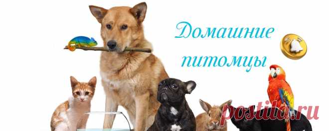 Домашние питомцы Группа 