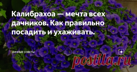 Калибрахоа — мечта всех дачников. Как правильно посадить и ухаживать. Калибрахоа это необычный цветок, который внешне очень напоминает петунию. На самом деле он действительно его родственник, но очень далекий.
Характеристика
Встречаются как однолетние, так и многолетние сорта растения. На ампельном кустике образуется множество маленьких колокольчиков самых разнообразных расцветок. Обильное цветение начинается с мая и заканчивается в сентябре. Растение не требует осо