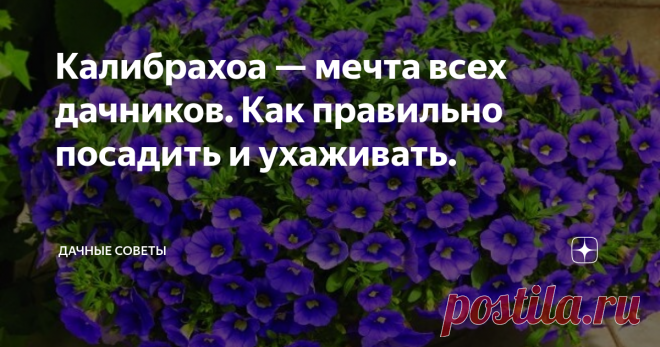 Калибрахоа — мечта всех дачников. Как правильно посадить и ухаживать. Калибрахоа это необычный цветок, который внешне очень напоминает петунию. На самом деле он действительно его родственник, но очень далекий.
Характеристика
Встречаются как однолетние, так и многолетние сорта растения. На ампельном кустике образуется множество маленьких колокольчиков самых разнообразных расцветок. Обильное цветение начинается с мая и заканчивается в сентябре. Растение не требует осо