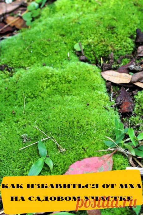 как избавиться от мха на садовом участке